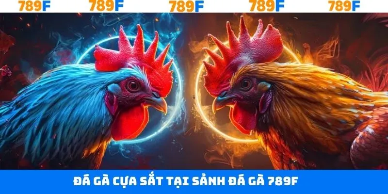 Đá gà tại 789F và hình thức cá cược với gà cựa sắt