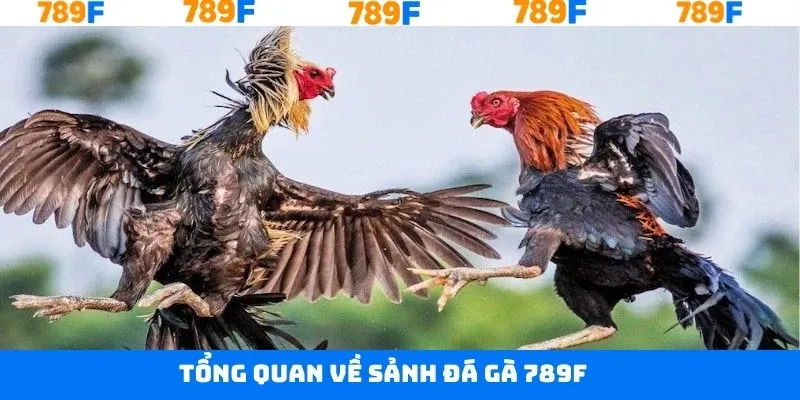 Khái quát chung về sân chơi đá gà tại 789F
