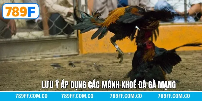 Lưu ý quan trọng khi áp dụng mánh khóe đá gà mạng